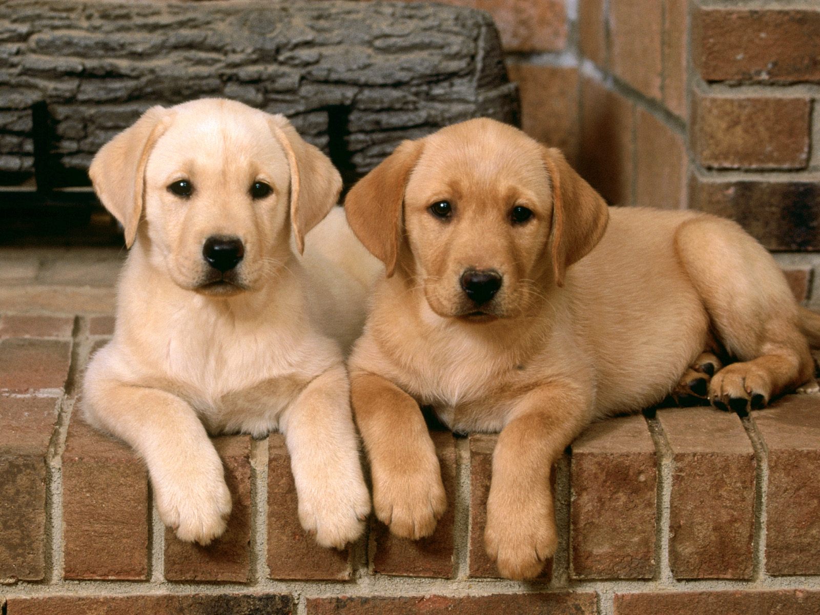Kópia (2) – Double-Trouble-Labrador-Retrievers