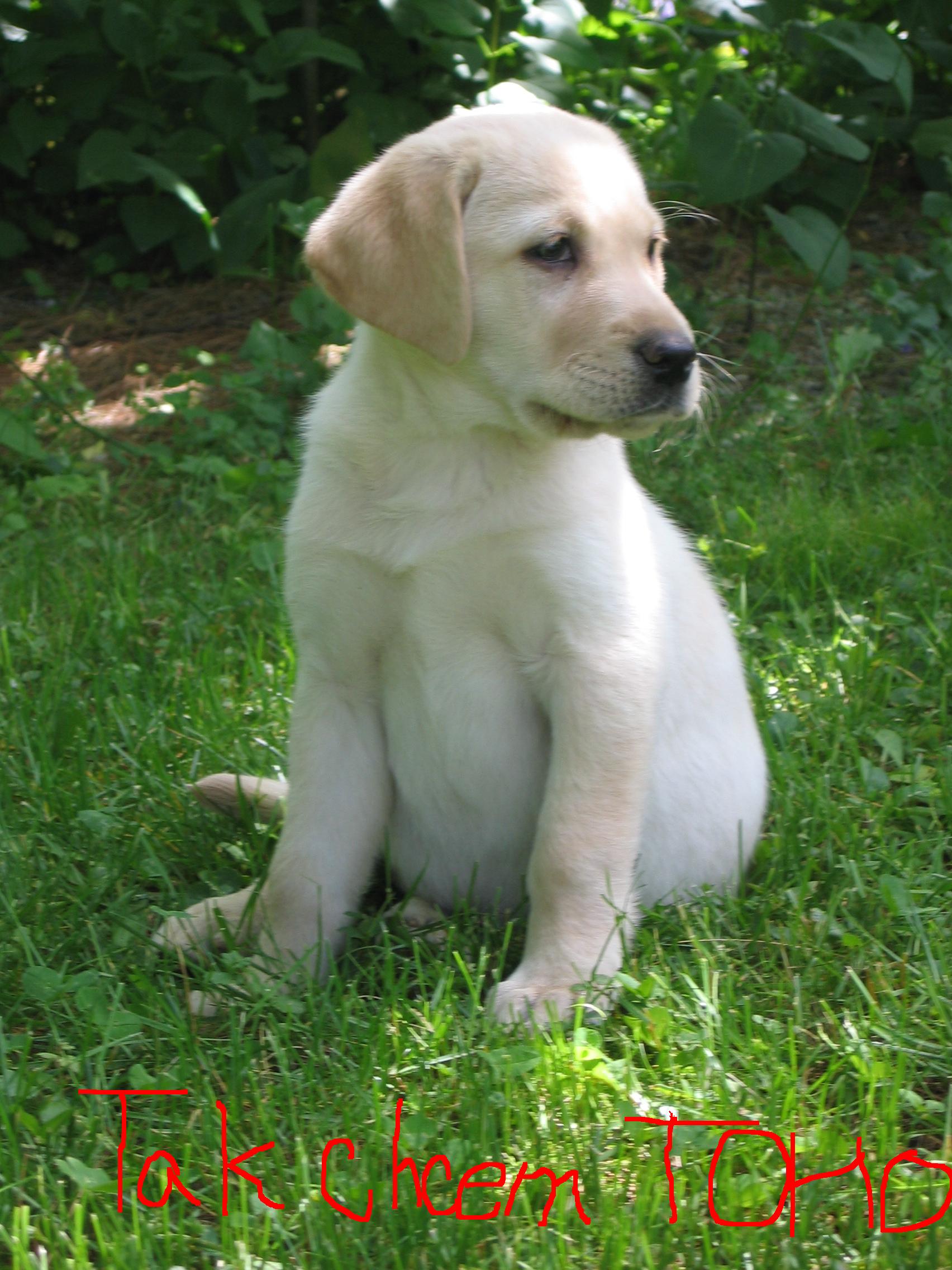 Kópia – Labrador_Retriever_yellow_puppy
